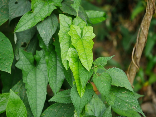 Image of Tinospora Dentata (Tinospora dentata) by (c) Jacy Chen, some rights reserved (CC BY)