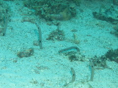 Heteroconger hassi