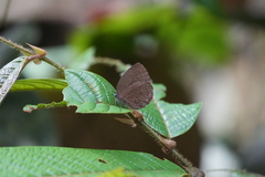 Arhopala