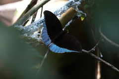 Tanaecia godartii
