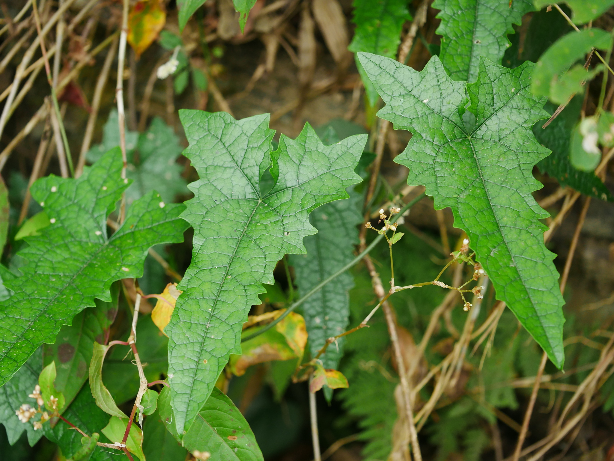 Tinospora dentata