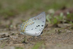 Polyura delphis