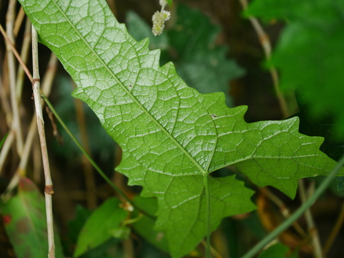 Image of Tinospora Dentata (Tinospora dentata) by (c) Jacy Chen, some rights reserved (CC BY)