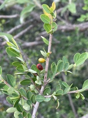 Erythroxylum