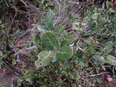 Lauridia tetragona