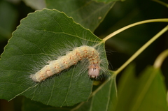 Acronicta megacephala