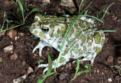 Bufotes viridis sitibundus