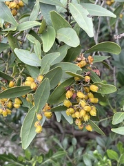 Pterocelastrus echinatus