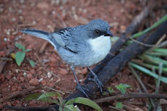 Microspingus cinereus
