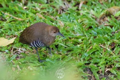 Rallina eurizonoides