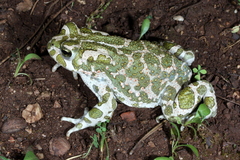 Bufotes viridis sitibundus