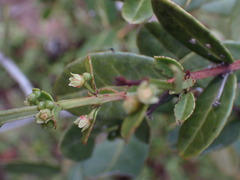 Lauridia tetragona