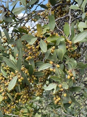 Pterocelastrus echinatus