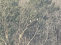 Buteo jamaicensis