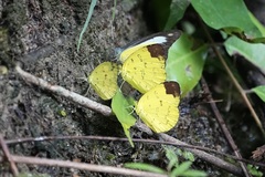 Eurema simulatrix