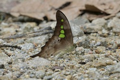 Graphium empedovana