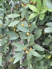 Pterocelastrus echinatus