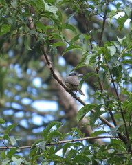 Pachyramphus validus