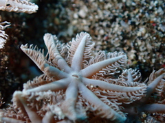 Clavularia