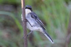 Microspingus cinereus