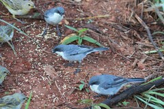 Microspingus cinereus