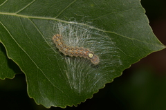 Acronicta megacephala
