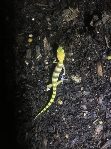Western Banded Gecko