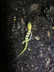 Western Banded Gecko photo 3