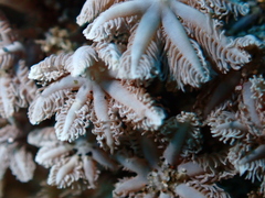 Clavularia