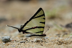 Graphium agetes