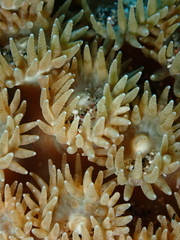 Duncanopsammia peltata