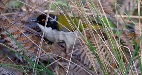 Melithreptus lunatus