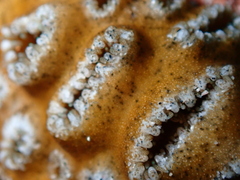 Palythoa tuberculosa