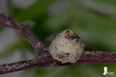 Ceroplastes sinensis