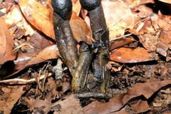 Tolypocladium capitatum