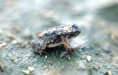 Poyntonophrynus beiranus