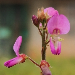 Desmodium incanum
