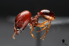 Acanthomyrmex glabfemoralis