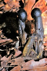 Tolypocladium capitatum