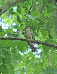 Pachyramphus validus