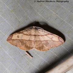 Hypochrosis hyadaria