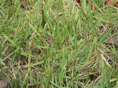 Zoysia