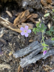 Geranium magellanicum
