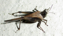 Tetrigoidea