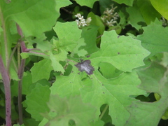 Crepidiastrum denticulatum