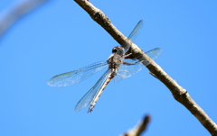 Zygonyx natalensis
