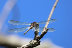 Zygonyx natalensis