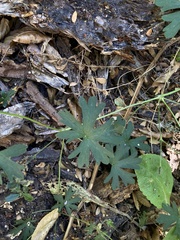 Geranium magellanicum