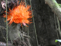 Brownea macrophylla