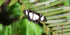 Papilio dardanus